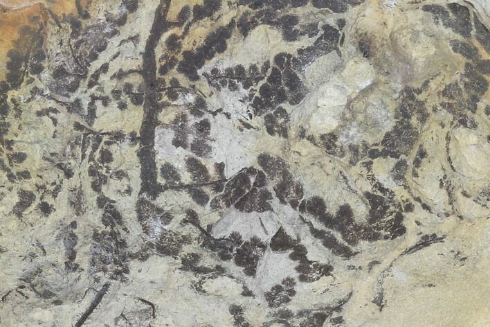 Plate Of Silurian Fossil Algae (Leveillites) - Estonia #102631